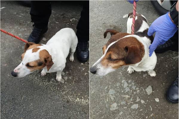 Stirling: Two lost Jack Russell's found and seeking their owner