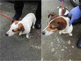Stirling: Two lost Jack Russell's found and seeking their owner