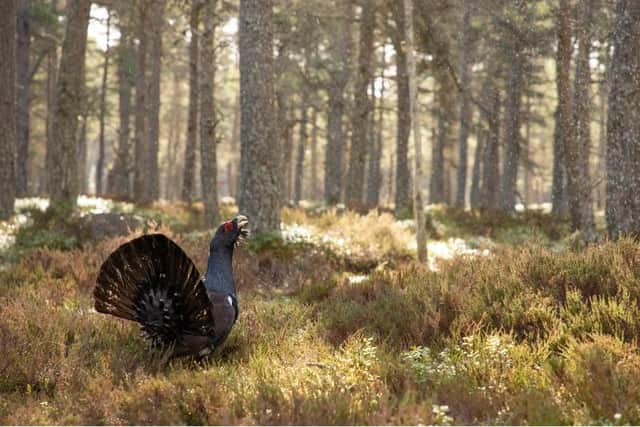 A male capercaillie. There are only around 1,000 capercaillies left in Scotland, sparking fears the iconic grouse species will become extinct in Scotland for the second time.