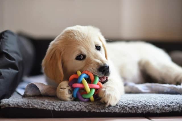 Toys are a key part of keeping dogs entertained inside.