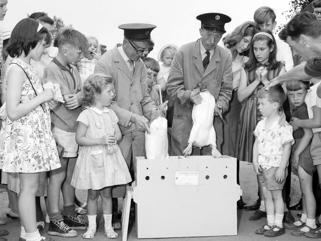 Penguins are packed into boxes to travel to a zoo in Iceland in August 1963.