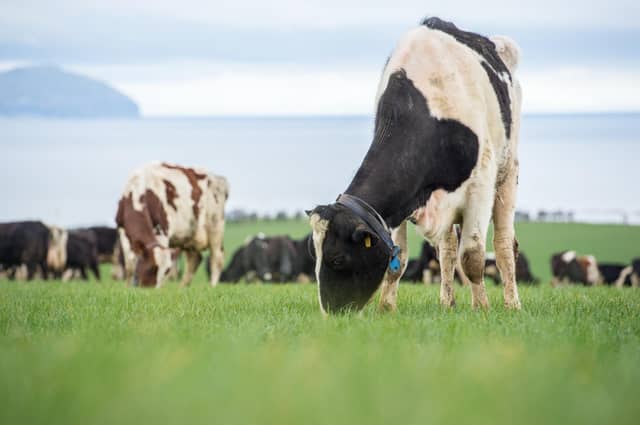 Caring for dairy cows