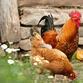 Bird keepers are being advised to take precautionary measures to protect their birds. Photo: klimkin / pixabay / Canva Pro.