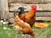Bird keepers are being advised to take precautionary measures to protect their birds. Photo: klimkin / pixabay / Canva Pro.