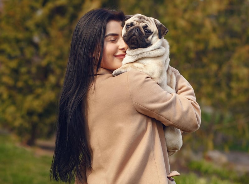 Pugs were brought to Europe from China in the 16 century and were popularized in Western Europe by the House of Orange of the Netherlands.