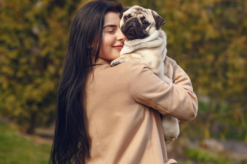 Pugs were brought to Europe from China in the 16 century and were popularized in Western Europe by the House of Orange of the Netherlands.