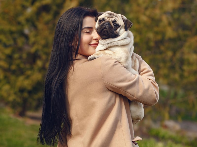 Pugs were brought to Europe from China in the 16 century and were popularized in Western Europe by the House of Orange of the Netherlands.