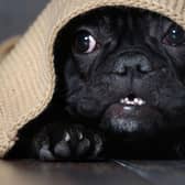 Some dogs get very stressed by the sounds and smells of fireworks on Bonfire Night, but there are things you can do to help them cope.