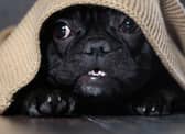 Some dogs get very stressed by the sounds and smells of fireworks on Bonfire Night, but there are things you can do to help them cope.