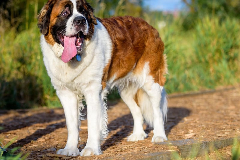 Canine stars don't come much bigger than Beethoven - the title character of a successful series of comedy films in the 1990s. The slobbery hound has had 108 starring spots, with other roles including The Call of the Wild, Cujo and The Dark Tower.