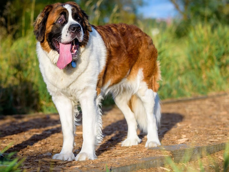 Canine stars don't come much bigger than Beethoven - the title character of a successful series of comedy films in the 1990s. The slobbery hound has had 108 starring spots, with other roles including The Call of the Wild, Cujo and The Dark Tower.