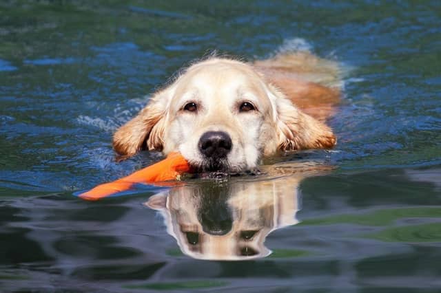 Some dogs just love going for a dip.