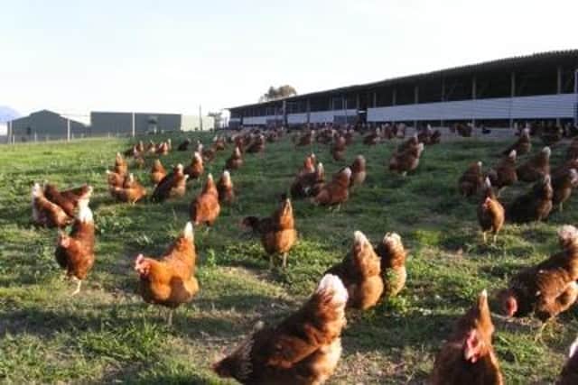 Free-range egg-laying hens enjoying the outdoor life (Picture courtesy Compassion in World Farming)