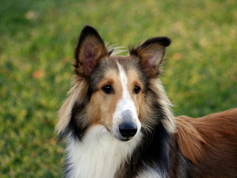 Originally called the Shetland Collie, confusion with the Rough Collie led to this breed, affectionately known as the Sheltie, being renamed the Shetland Sheepdog. There were 640 new registrations in 2020.