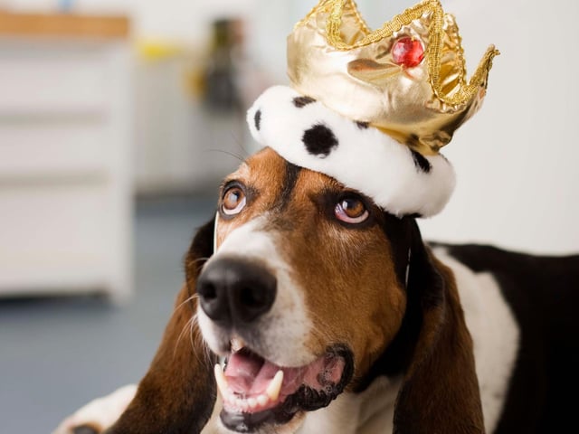 Prince Edward, Earl of Wessex, is the youngest child of the Queen. HIs name is more popular with dog owners than any of his three siblings.