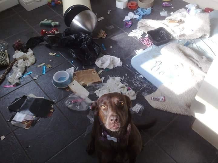 Daisy the Labrador was caught raiding the kitchen. Claims that a pair of cats broke in and caused the carnage fell on deaf ears.