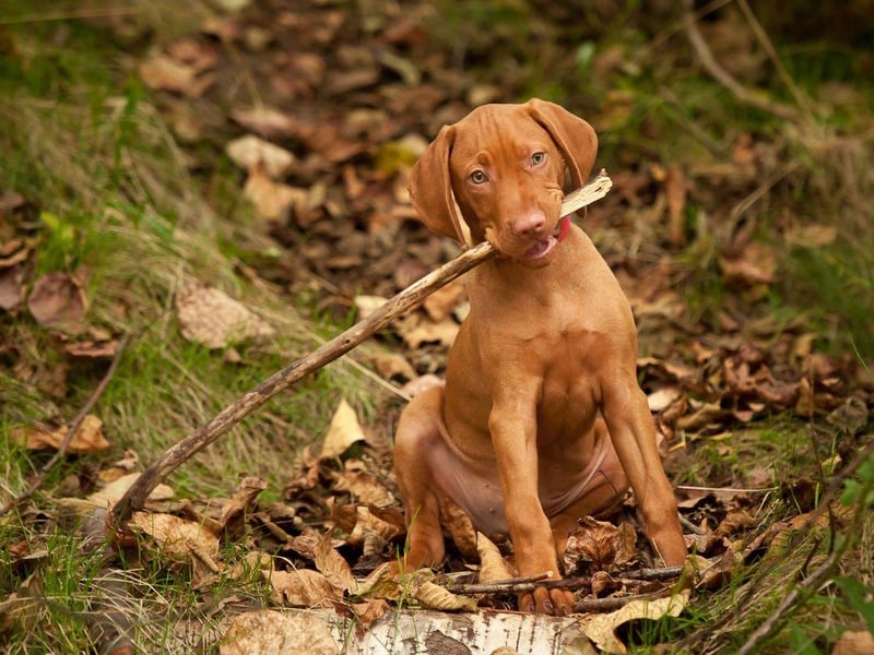 Dogs bred for hunting tend to have good teeth - as they need them to carry out their job. An example of this is the velvety Vizsla, who loves to chew to keep their fangs in perfect condition.