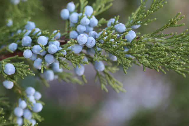 Juniper berries were burned on New Year's day to protect the health of cattle and crops. PIC: Contributed.