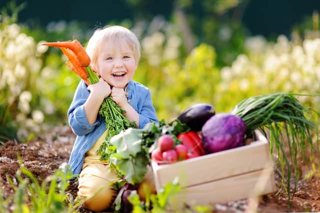 Cute little boy holding a bunch of fresh organic carrots in domestic garden. Healthy family lifestyle. Harvest time