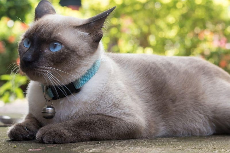 The Siamese cat breed is better known for being a chatter box but they are also full of running and love to play.