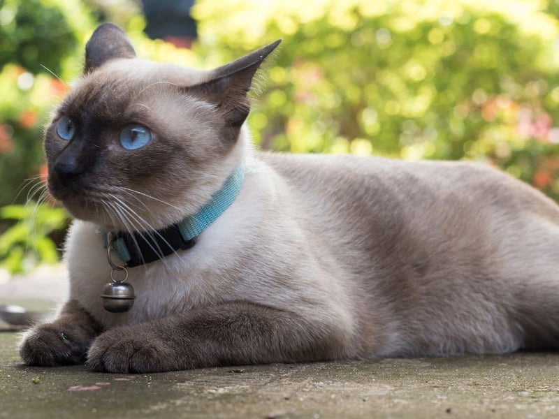 The Siamese cat breed is better known for being a chatter box but they are also full of running and love to play.