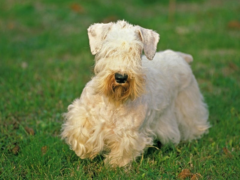 Completing our list is the fifth terrier breed to make the top 10. The Sealyham Terrier may be a more unusual breed, but it has also been crowned Best in Show at Westminster four times.