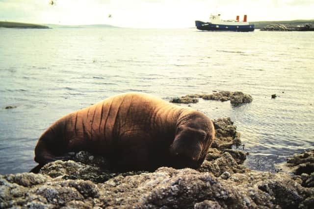 A walrus at Gutcher, taken in the 1980s picture: Nick Dymond