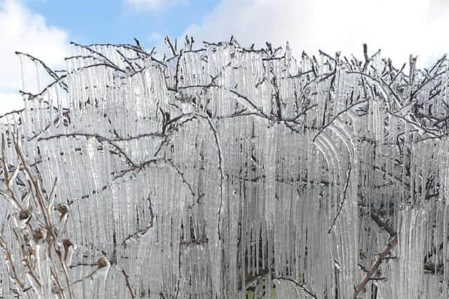 Kirsty Tudor photographed the trees near her home in Falkland when temperatures across the country reached record lows picture: Kirsty Tudor