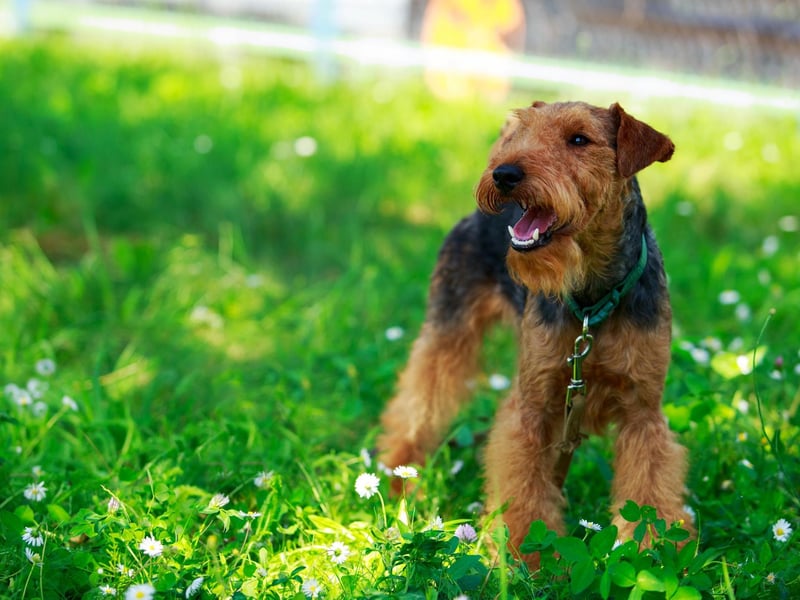 Welsh Terriers are "affectionate, intelligent, and rarely shy". Originally used to hunt foxes, badgers, and even otters, they are considered to be one of the oldest existing breeds of dog in the UK.They make happy and devoted pets, but won't back down from a challenge!
