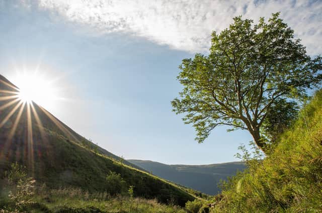 A rowan known as the Survivor, which grows in a valley near Moffat, has been chosen to represent Great Britain in 2021's European Tree of the Year contest