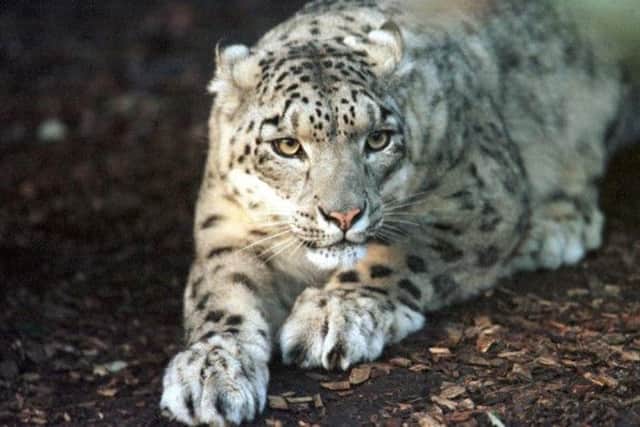 A team of Edinburgh vets has saved the sight of rare snow leopard after performing a conjunctival graft.