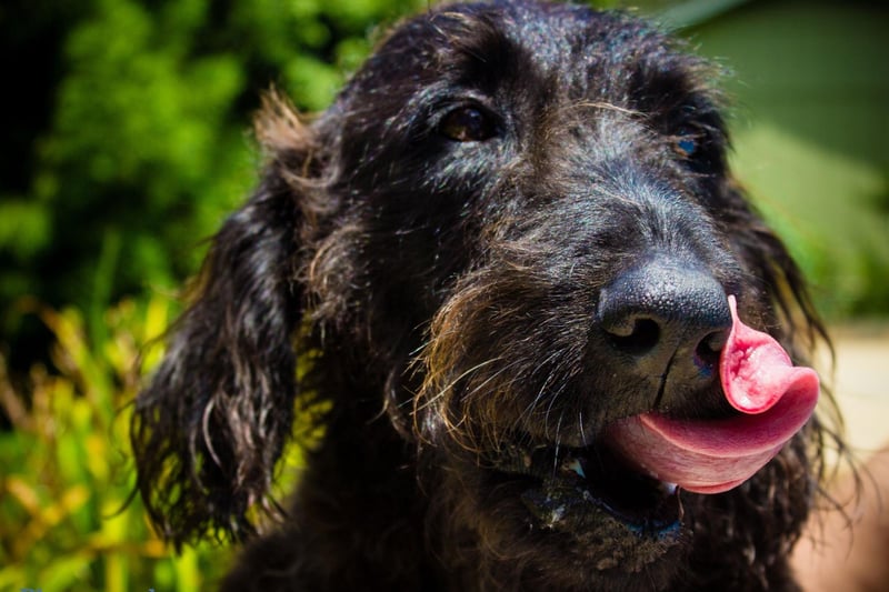 Despite what Wally Conron says, the Australian Labradoodle Association of America, insists they are "generally considered healthy dogs", although they are prone to hip and elbow dysplasia, eye diseases and Addison's disease.