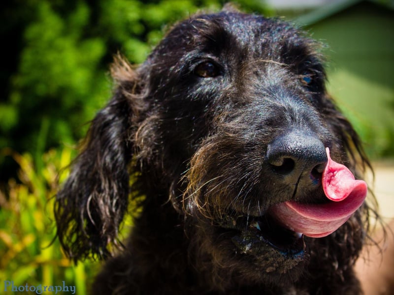 Despite what Wally Conron says, the Australian Labradoodle Association of America, insists they are "generally considered healthy dogs", although they are prone to hip and elbow dysplasia, eye diseases and Addison's disease.