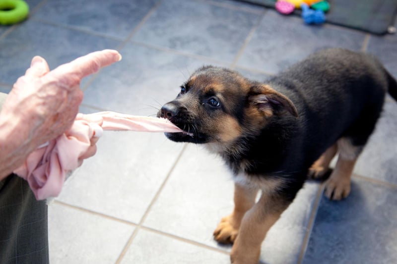 The runner-up spot for most popular German Shepherd name goes to Bear. It's another German name (not surprising, given the breed of dog) that means 'strong and brave'.