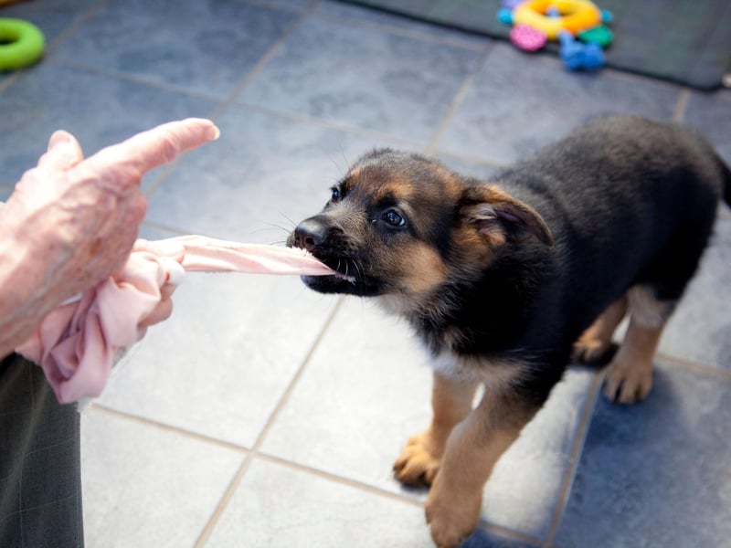 The runner-up spot for most popular German Shepherd name goes to Bear. It's another German name (not surprising, given the breed of dog) that means 'strong and brave'.
