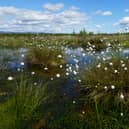 New research suggests analysing how bogs ‘breathe’ from space could help identify depleted sites and guide restoration work. Picture: Lorne Gill/NatureScot