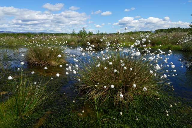 New research suggests analysing how bogs ‘breathe’ from space could help identify depleted sites and guide restoration work. Picture: Lorne Gill/NatureScot