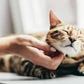 Find out more about the beautiful Bengal cat: Cr: Getty Images/Canva Pro