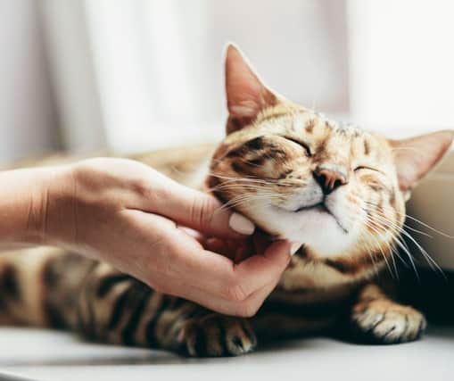 Find out more about the beautiful Bengal cat: Cr: Getty Images/Canva Pro