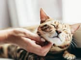 Find out more about the beautiful Bengal cat: Cr: Getty Images/Canva Pro