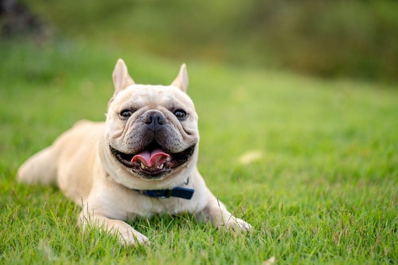 The French Bulldog has surged in popularity in recent years and is a favourite with thieves too - 149 of them have been taken from their owners.