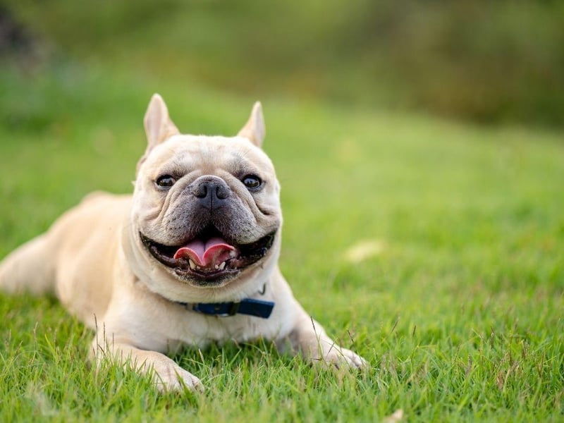 The French Bulldog has surged in popularity in recent years and is a favourite with thieves too - 149 of them have been taken from their owners.