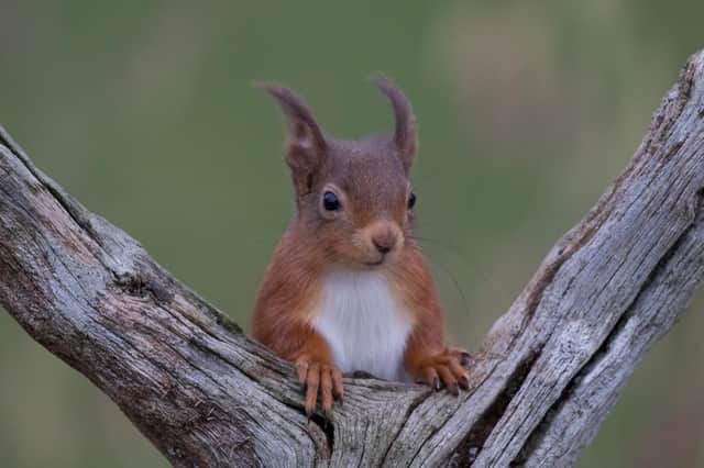 The iconic native red squirrel was once widespread across the UK, but the species is now at risk of vanishing from its stronghold in Scotland. Picture: Sandra Graham