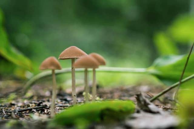 Imperial College London is working on clinical trials using psilocybin which is the psychoactive compound found in magic mushrooms