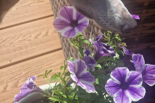 Luna is back to her old self after undergoing treatment for Addison’s Disease.