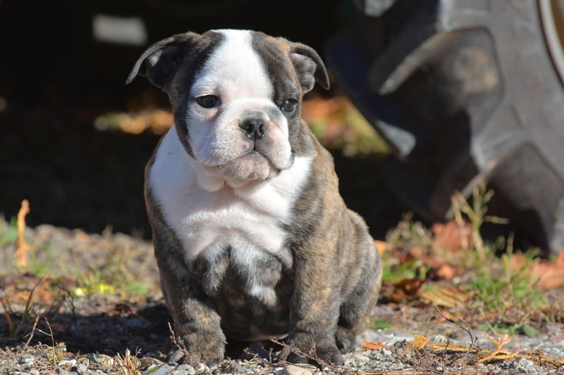 Rounding out the top five is the delightfully wrinkly Bulldog - also known as the English Bulldog or British Bulldog. They are well known for their docile and friendly nature.