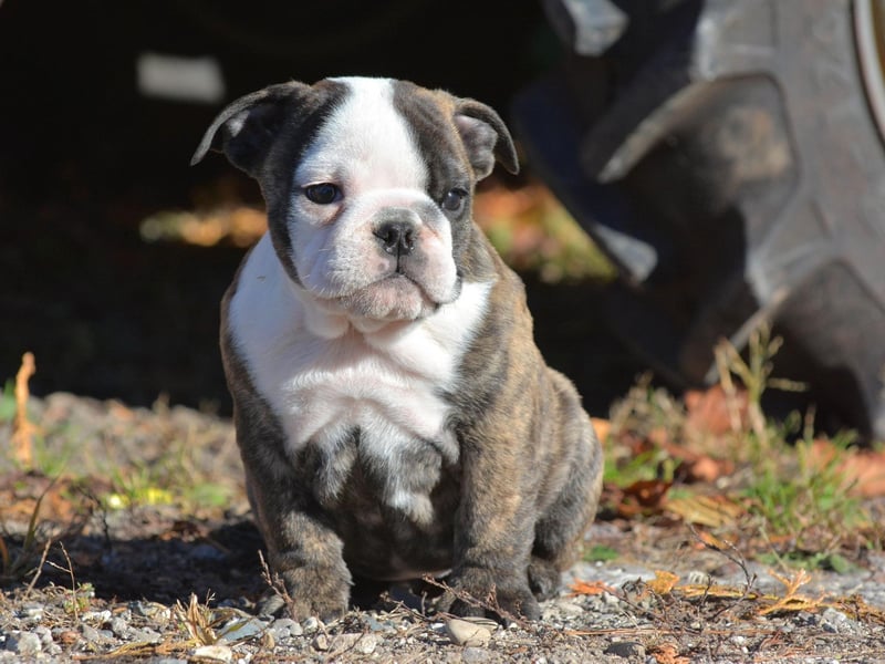 Rounding out the top five is the delightfully wrinkly Bulldog - also known as the English Bulldog or British Bulldog. They are well known for their docile and friendly nature.