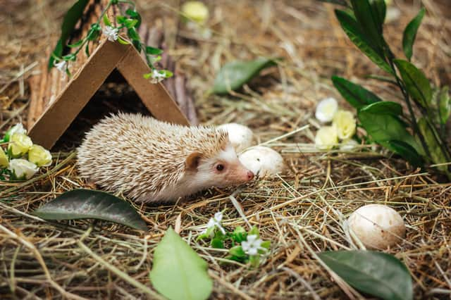 Hedgehogs are at their most vulnerable in the autumn and winter (photo: Adobe)