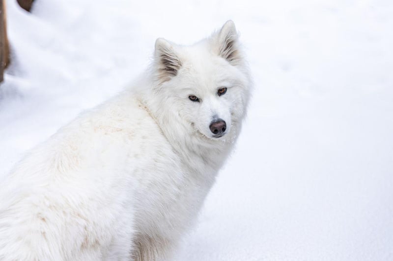 Bred by the indigenous pople of Siberian of the same name, the always-smiley Samoyed was used to herd reindeer and pull sleds in arctic conditions. It's certain you'll get cold before they do.
