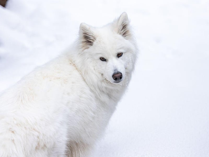 Bred by the indigenous pople of Siberian of the same name, the always-smiley Samoyed was used to herd reindeer and pull sleds in arctic conditions. It's certain you'll get cold before they do.